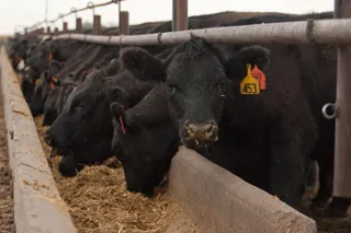 Капитал - Ни коня, ни корма