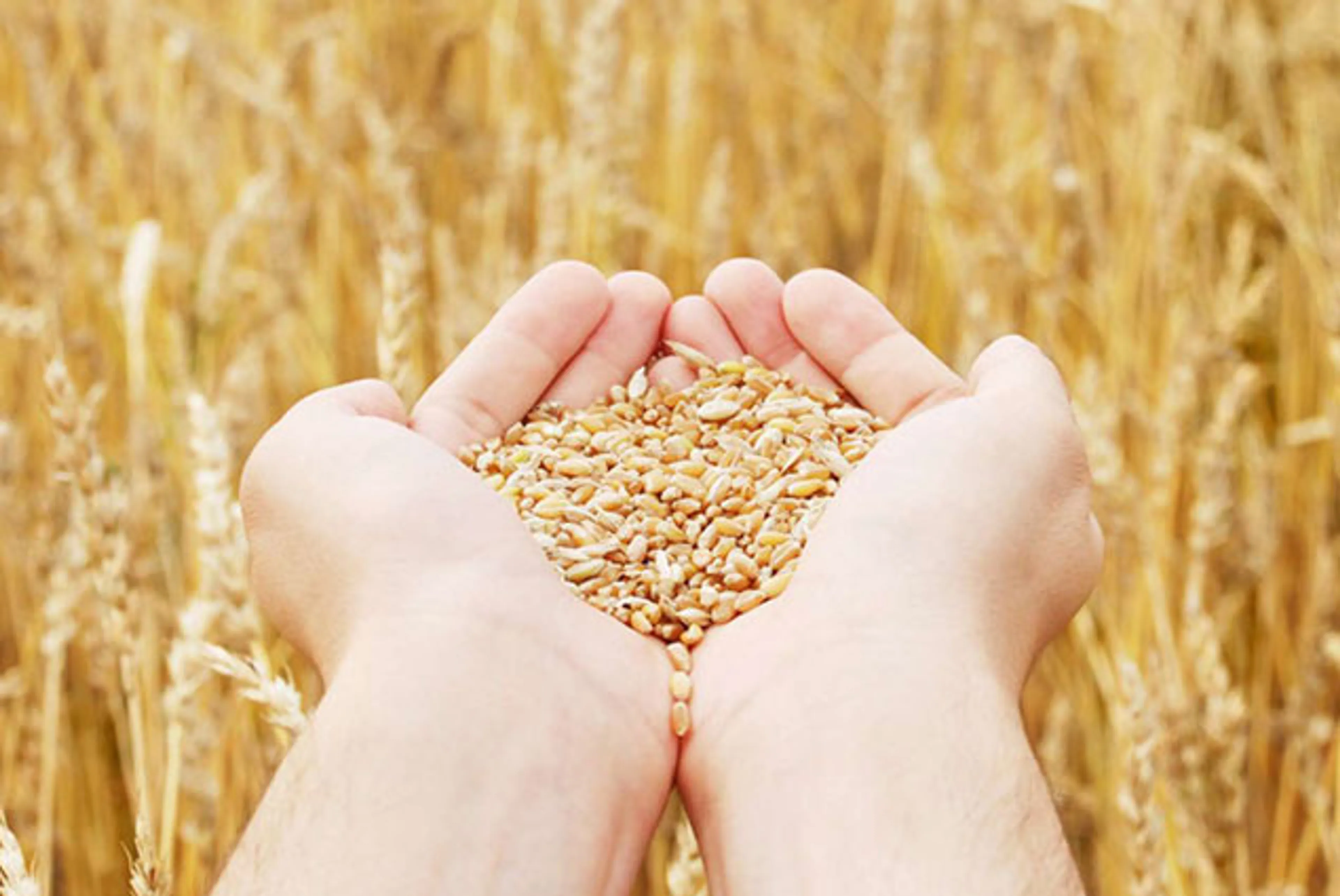 Капитал - Продкорпорация выделила для регионов свыше 100 тысяч тонн зерна