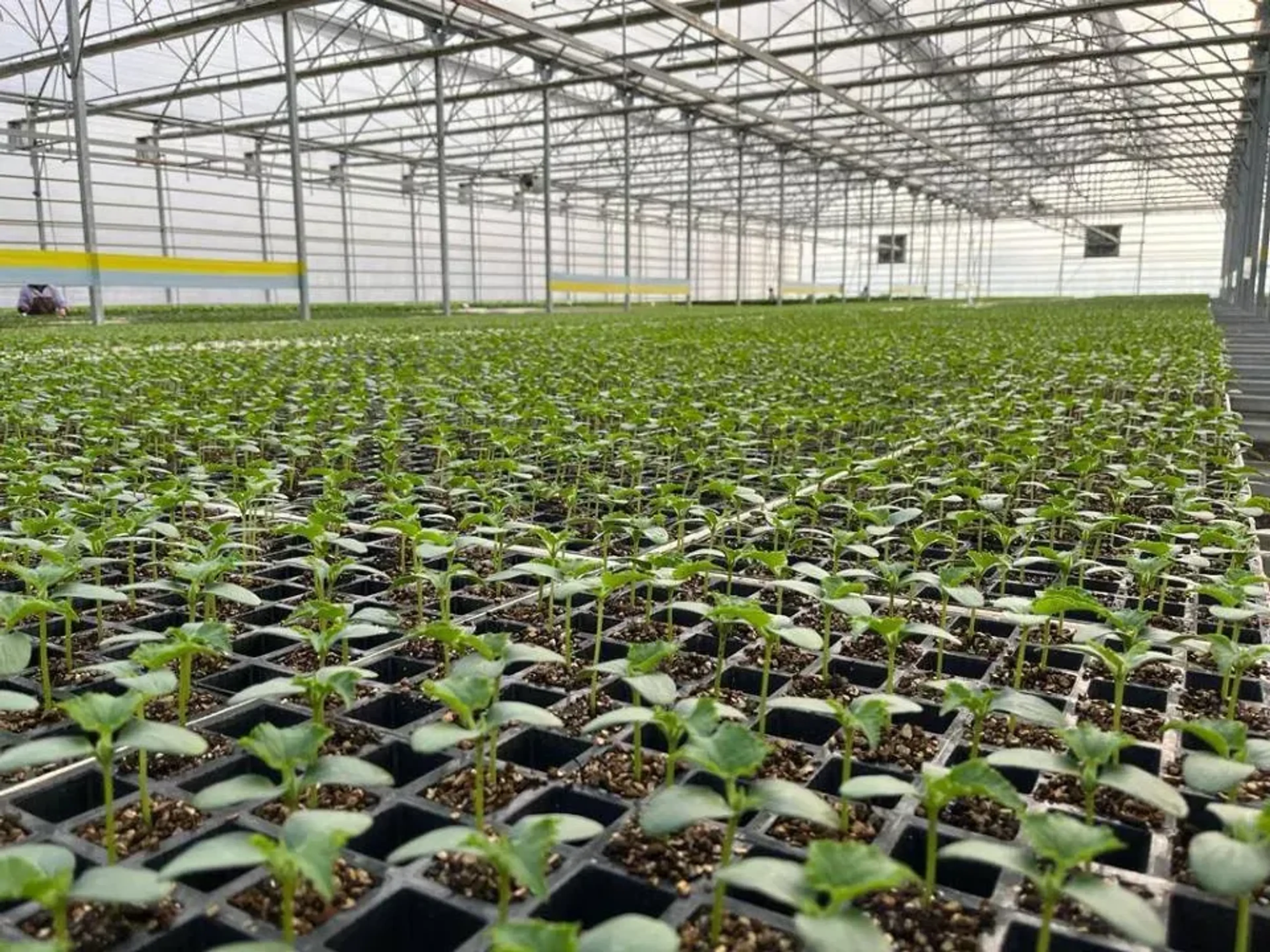 Капитал - Реализовать 63 аграрных проекта  планируют в Астанинской агломерации