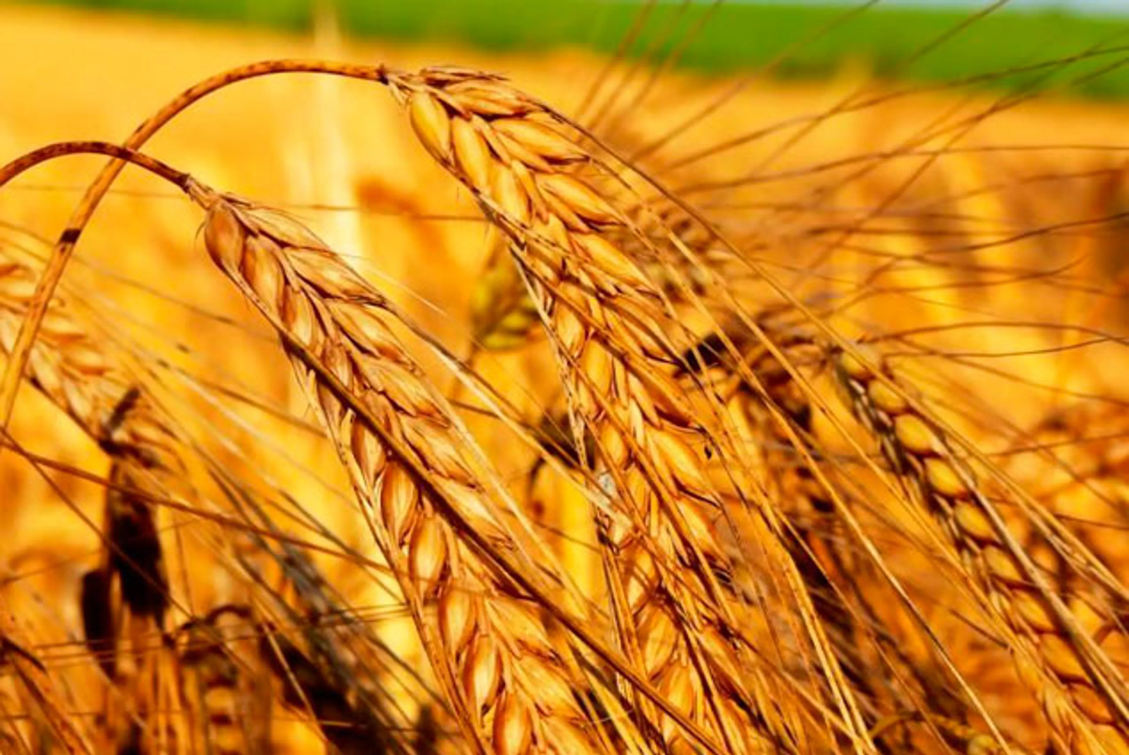 Капитал - Определена закупочная цена  пшеницы