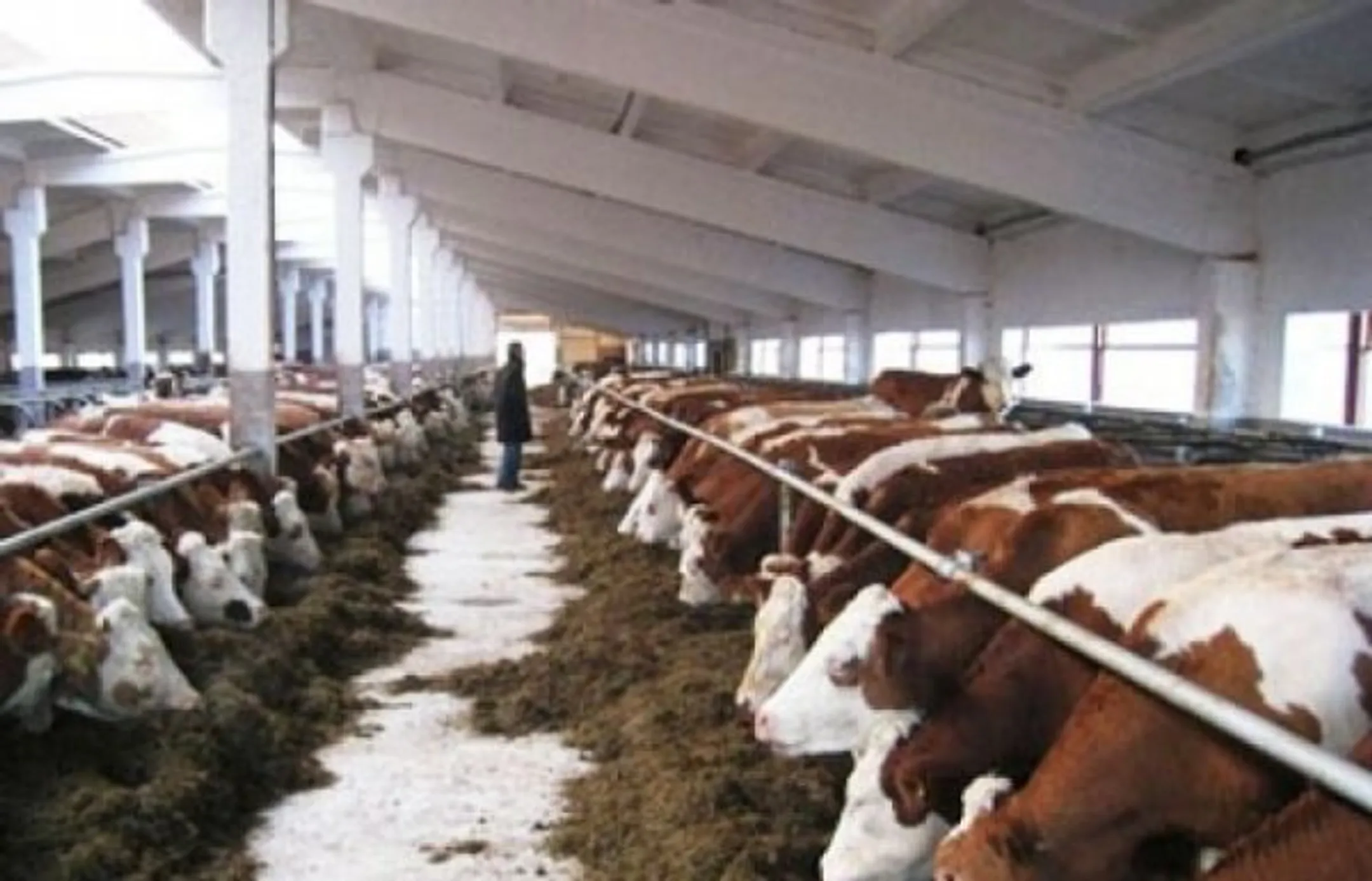 Казахстан отстает от плана по строительству откормплощадок - Image Kapital.kz