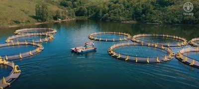 Фото: сайт Комитета рыбного хозяйства 