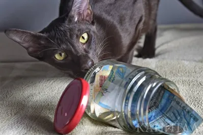 Стоит ли скупать доллары или нужно подождать?