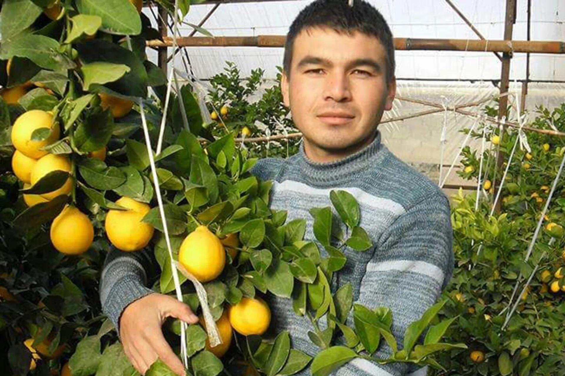 Капитал - Как заработать на лимонах