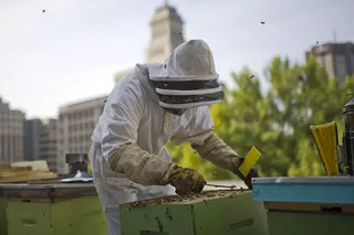 Капитал - Городское пчеловодство: условия лучше, мед вкуснее
