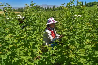 Капитал - Южный Казахстан увеличит урожай малины