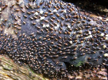 Термит-апокалипсис в США