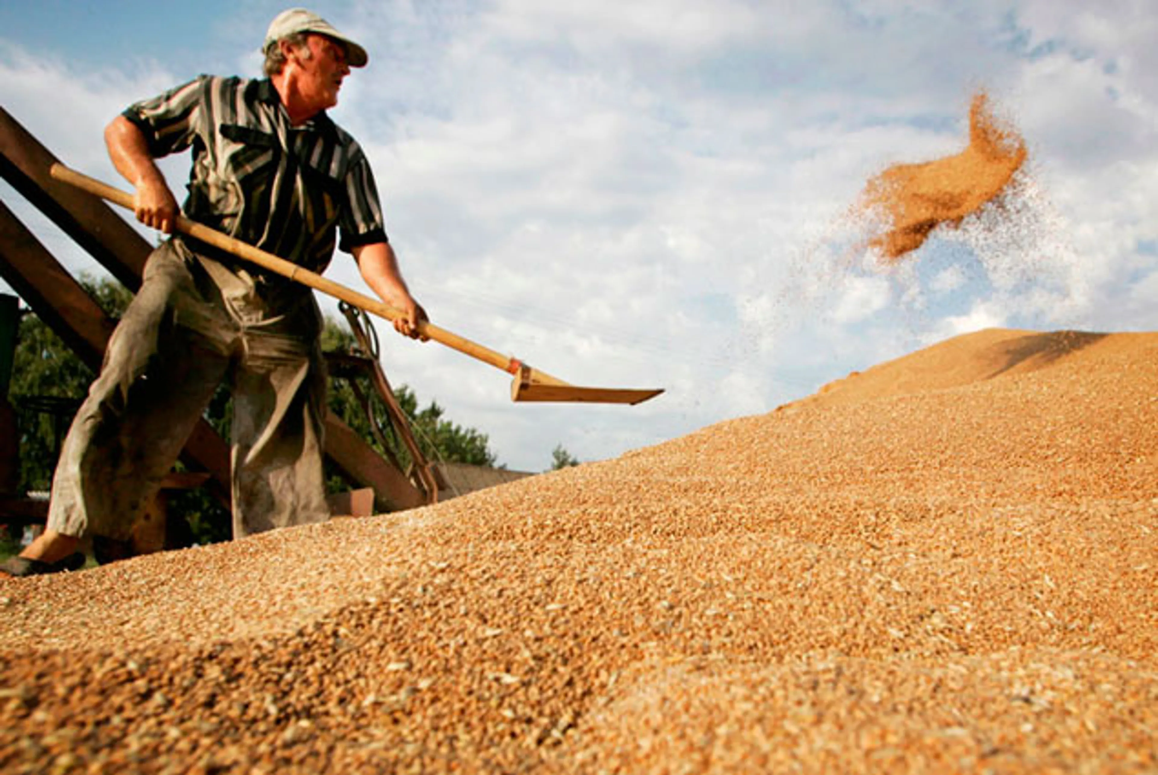 Капитал - В РК предлагают возродить хлебную инспекцию