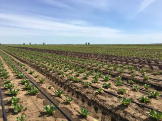 Фото: neo-agriservis.ru
 