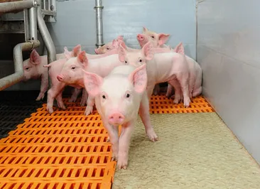 Китай планирует купить крупнейшую свиноводческую компанию мира