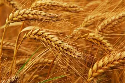 Минсельхоз ожидает сбор зерновых на уровне 19,2 млн тонн