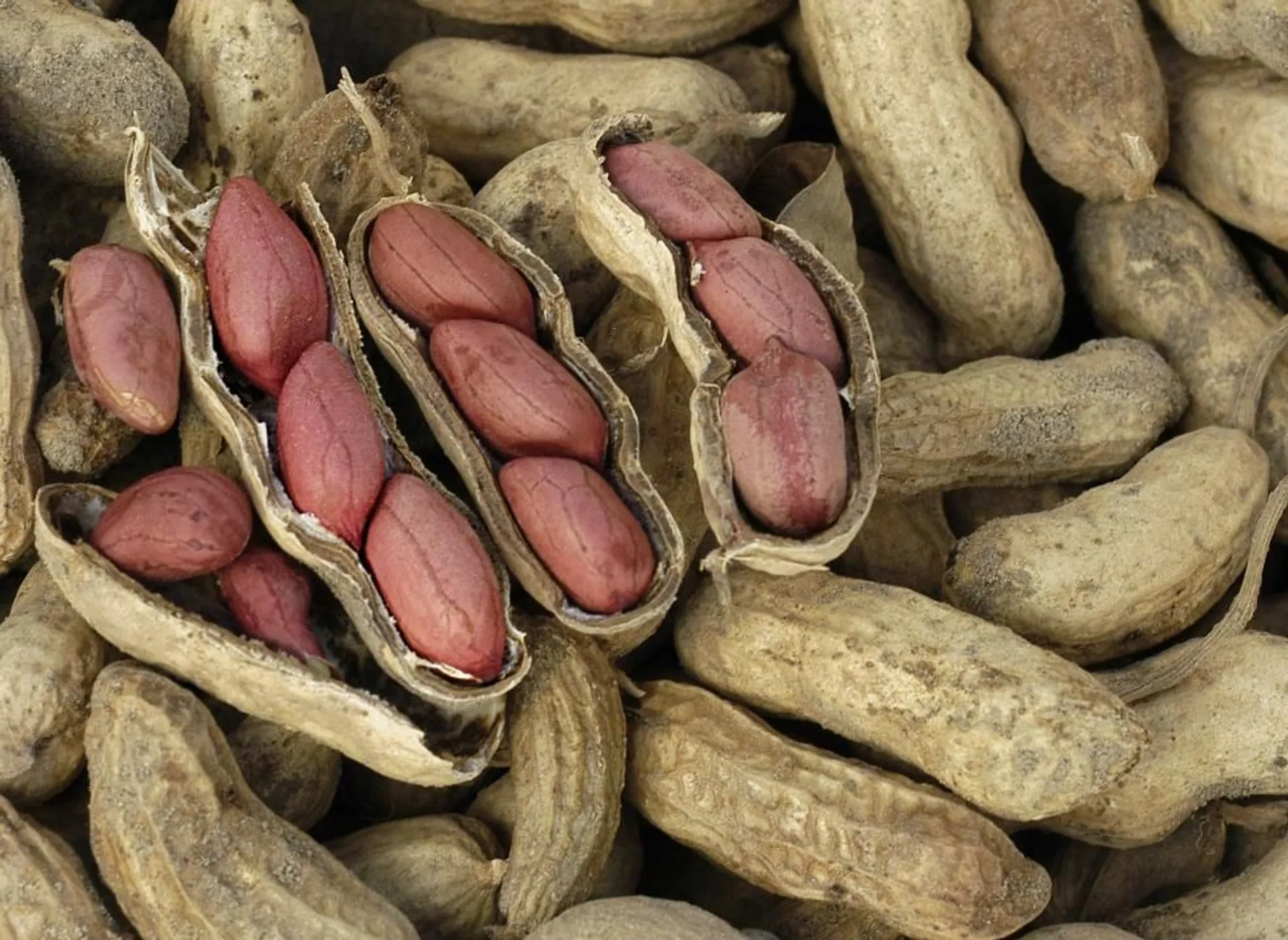 Фото: акимат области Жетісу 