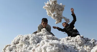 Узбекистан реформирует систему управления хлопковой отраслью