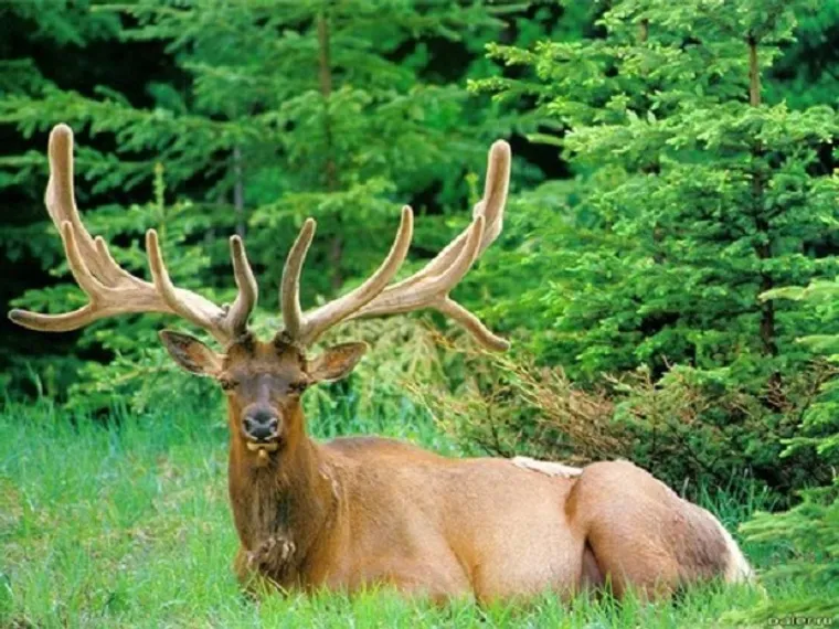 Капитал - В Усть-Каменогорске откроется санаторий с пантолечением