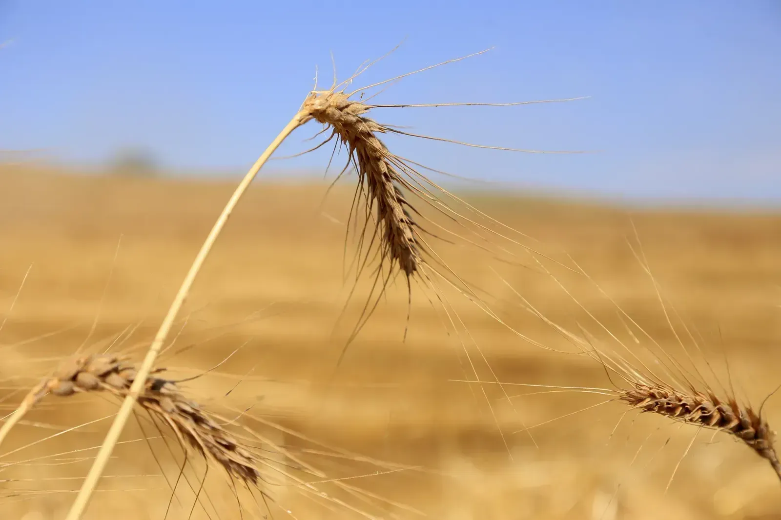 Продкорпорация выплатила аграриям 17,3 млрд тенге по форвардным контрактам 