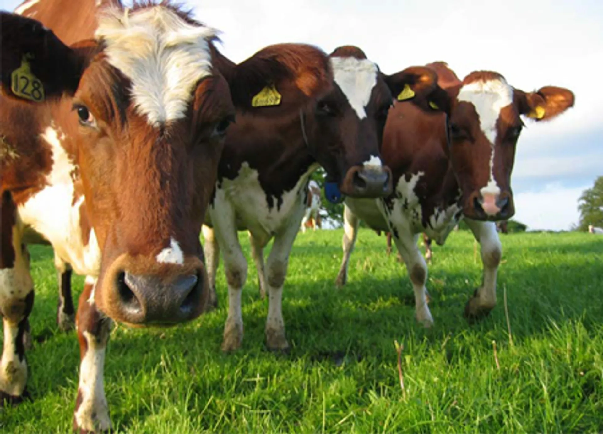 Капитал - Что мешает развитию животноводства в Казахстане?