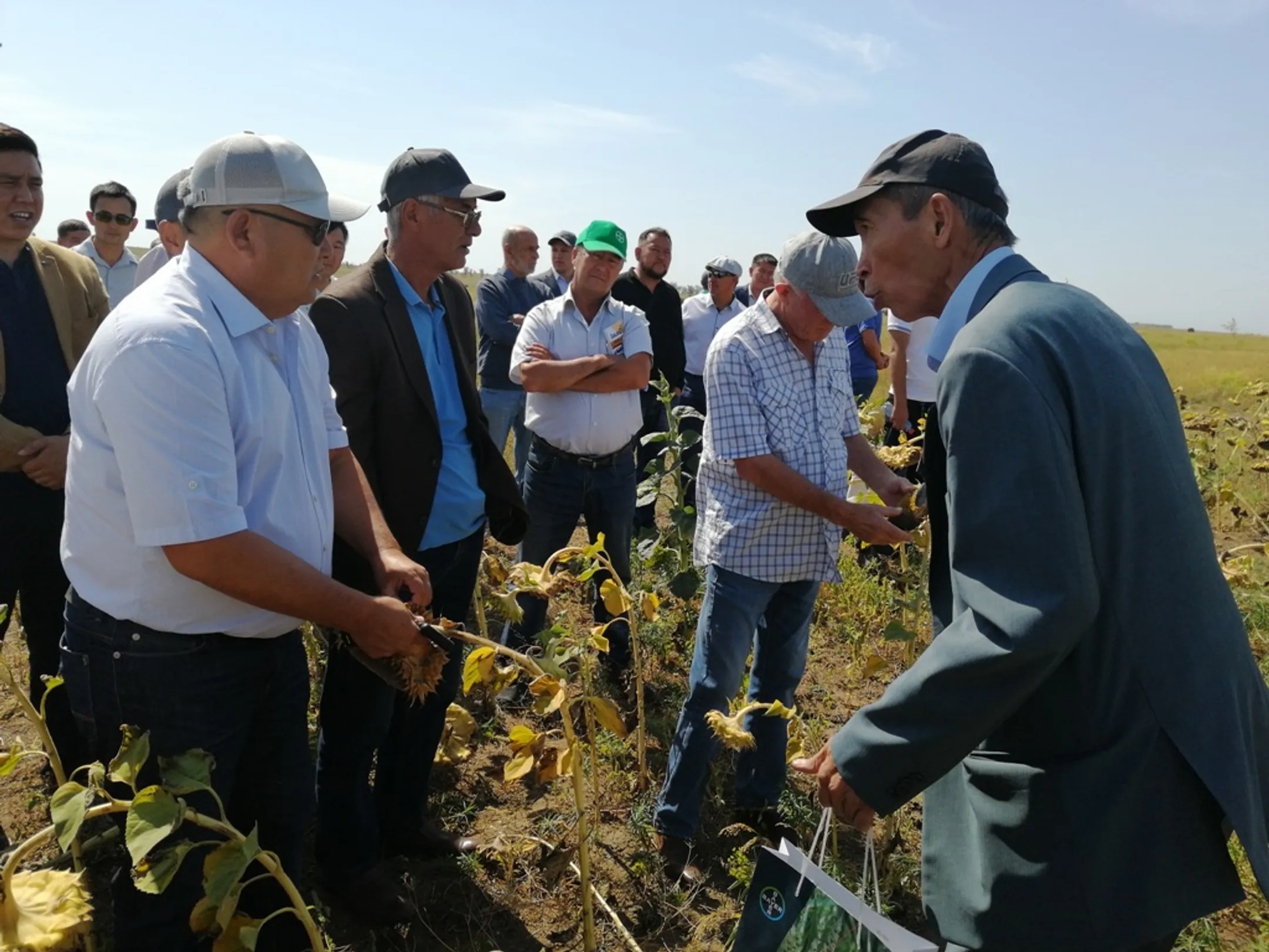 Будет ли в ЗКО дешевый хлеб и корм для животных? - Image Kapital.kz