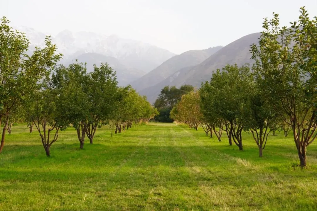 Под Алматы высадят 10 гектаров апортового сада 