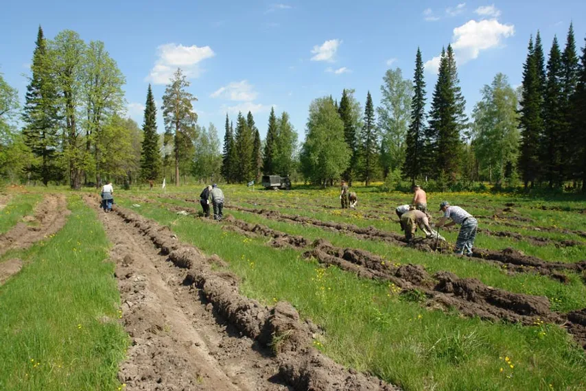 Капитал - В РК для деградированных земель предусмотрена высадка лесов