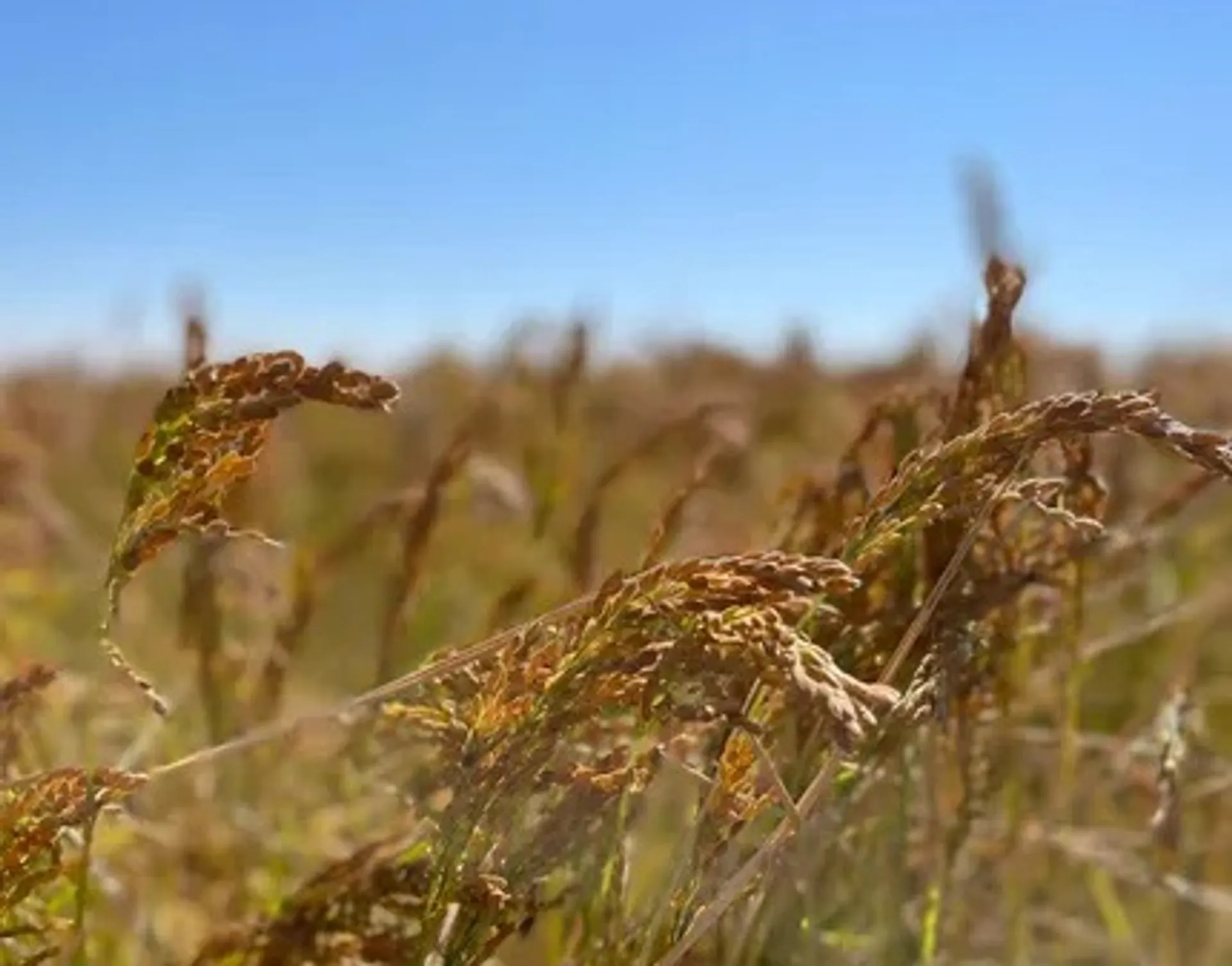Капитал - Қызылордалық күріш компаниясы өзге елдердің нарығына қалай шыға алды