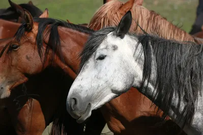 Фото: Руслан Пряников