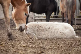 Капитал - Лидерство с добрым сердцем