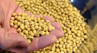 Капитал - Производство соя-бобов в Австралии упало