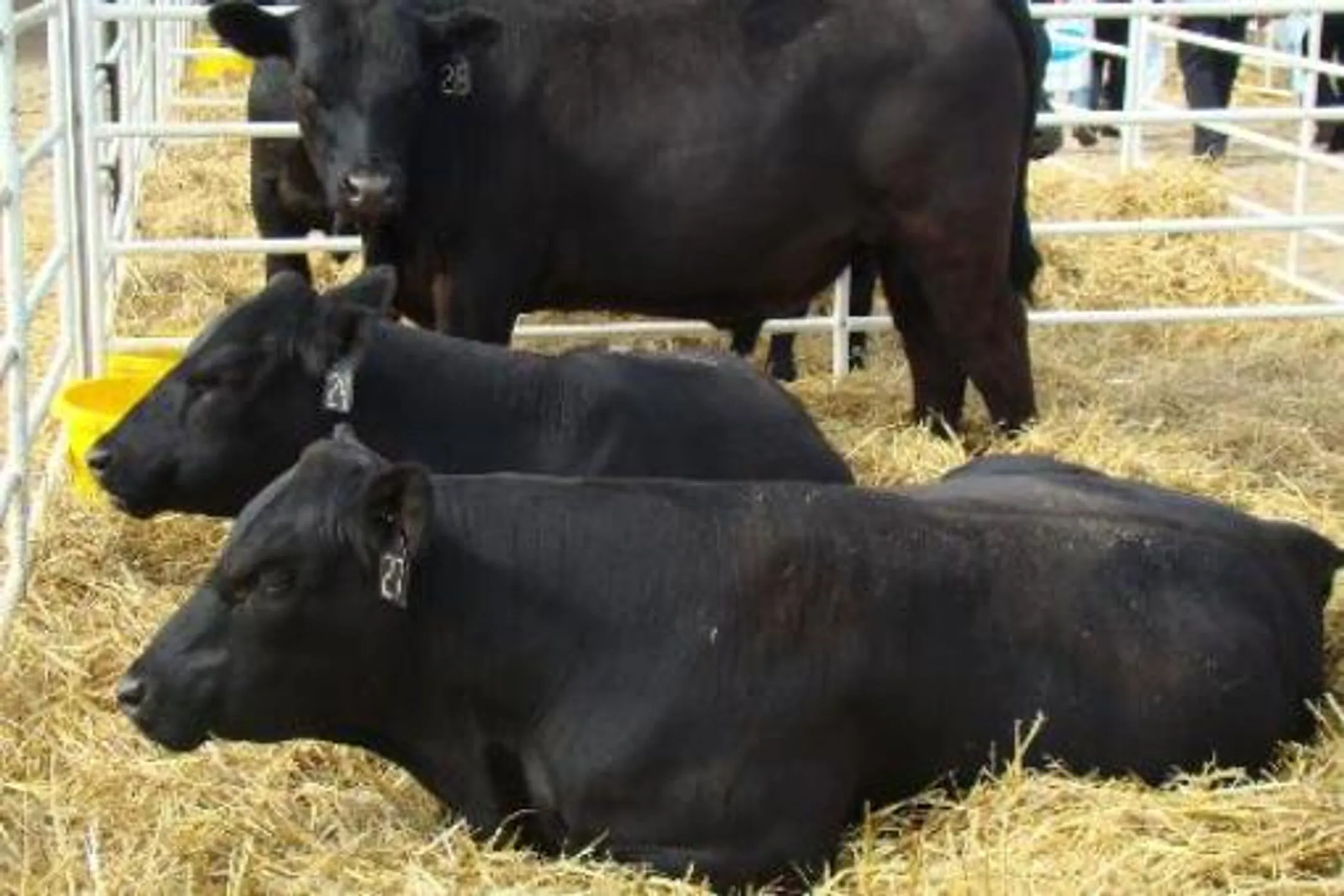 На обеспечение Астаны продовольствием потратят 30 млрд. - Image Kapital.kz