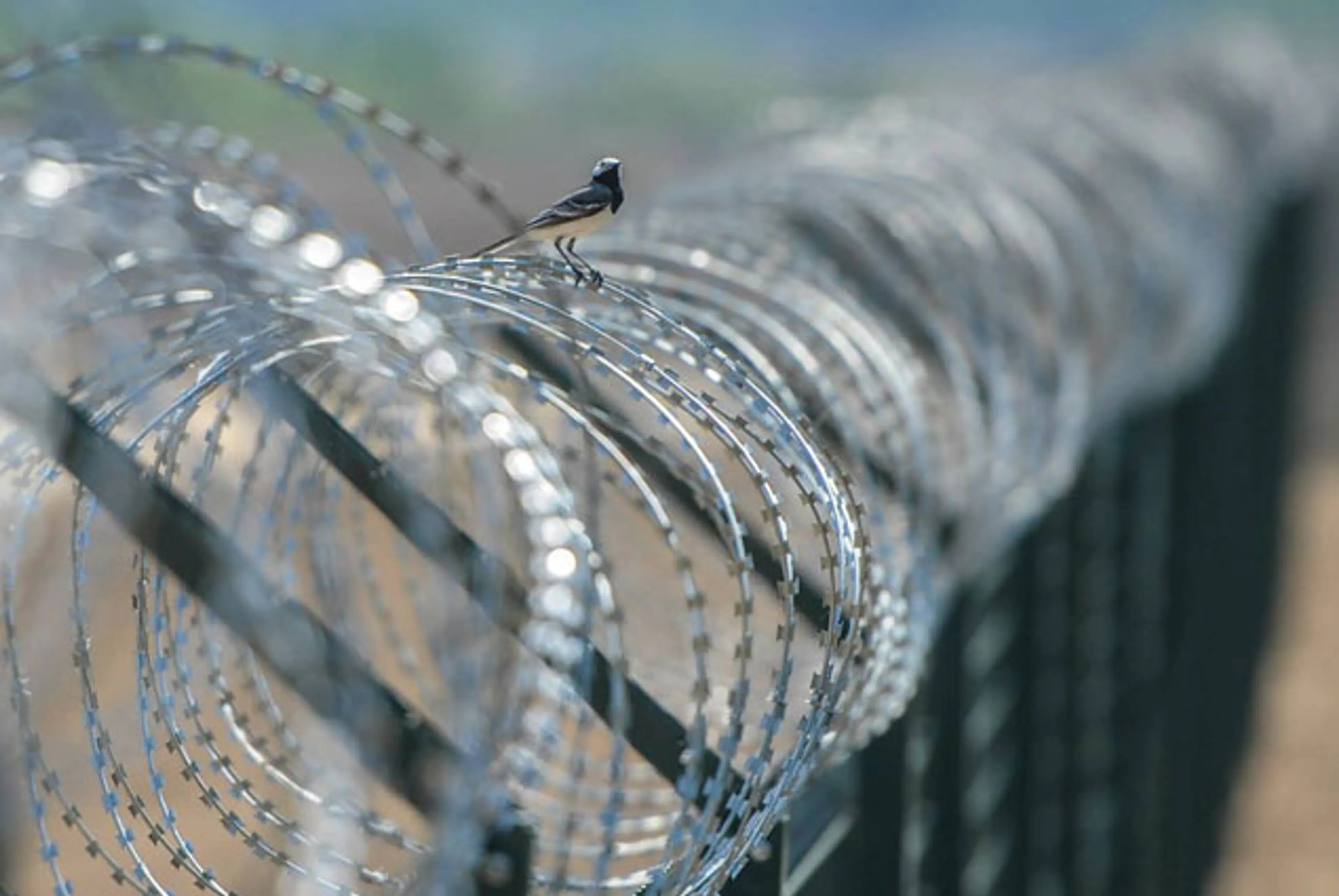 Капитал - Венгрия отгородится от мигрантов забором